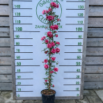 Ruža banksova (Rosa Banksiae) ´ROSEA´ - výška 110-150 cm, kont. C3L